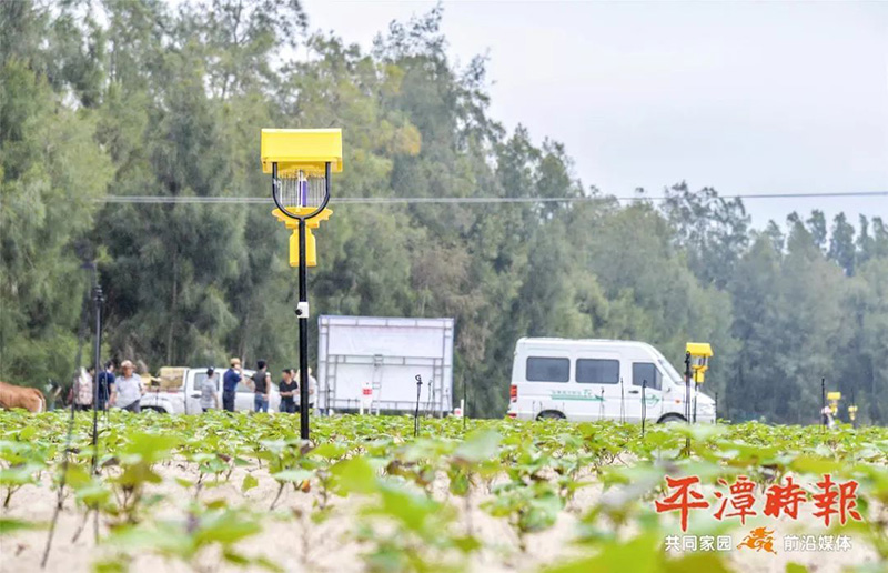 福建平潭亚洲AV成人网站在线观看麻豆用於甘薯種植效果