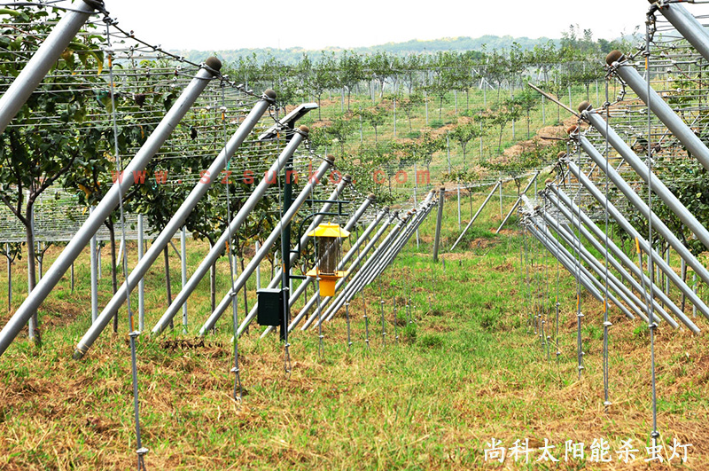 江蘇南京獼猴桃果園用亚洲AV成人网站在线观看麻豆效果怎麽樣