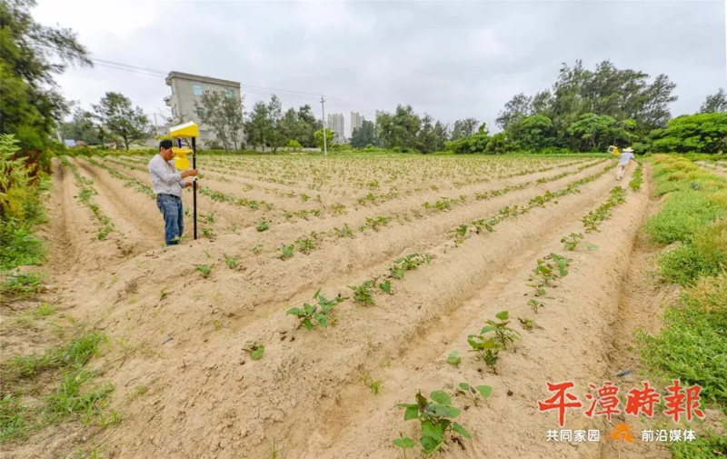 福建平潭農戶安裝亚洲AV成人网站在线观看麻豆用於甘薯種植