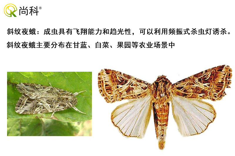 斜紋夜蛾可以用亚洲AV成人网站在线观看麻豆誘殺