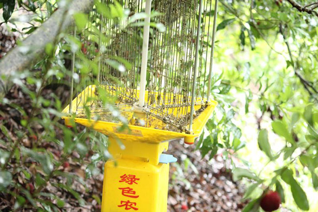 茶園如何使用殺蟲燈，茶園防治害蟲的有效方法